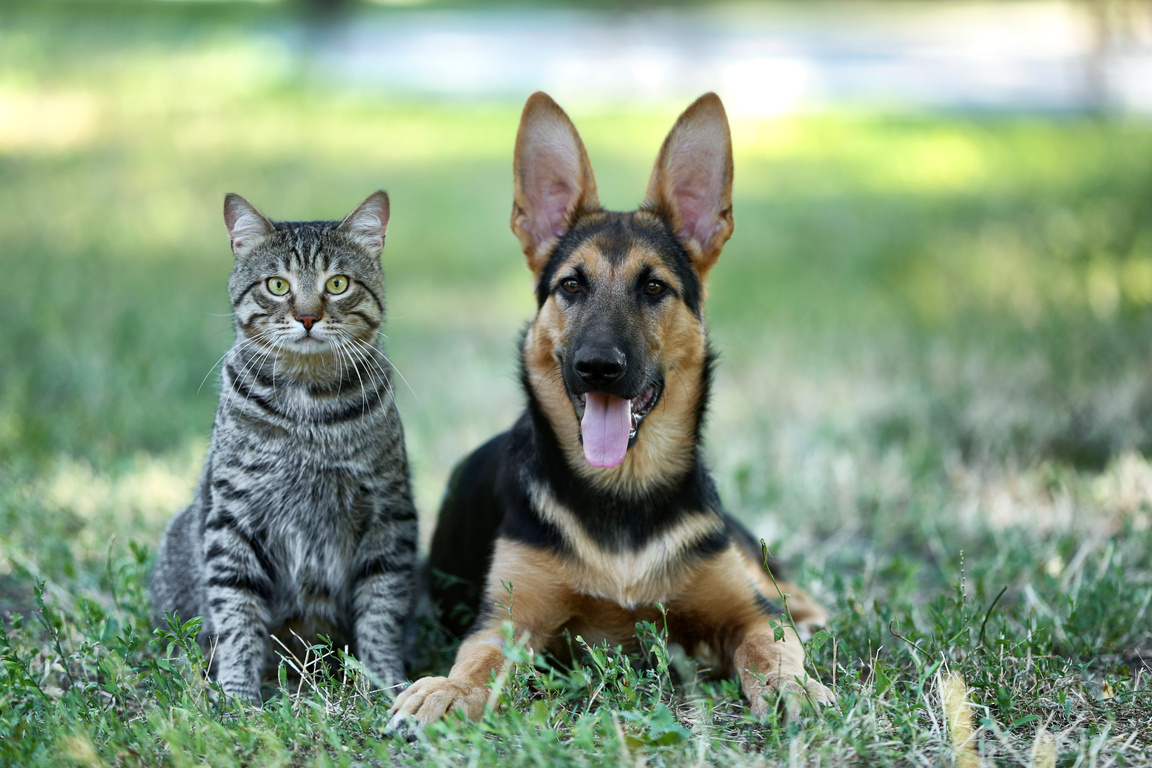 Cute Dog and Cat Lying on the Grass